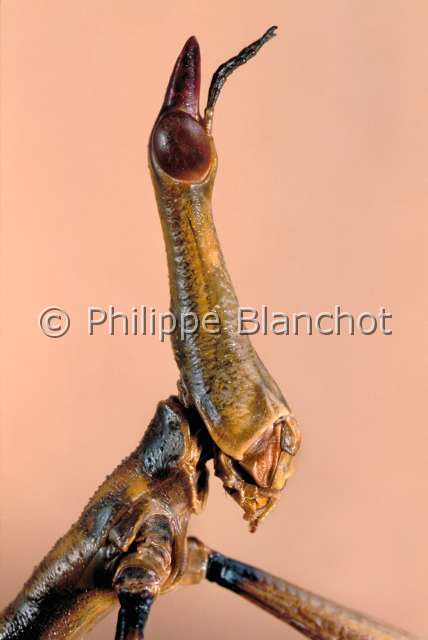Stiphra robusta male.JPG - Stiphra robusta (Portrait)Criquet-phasme (mâle)Jumping stickOrthopteraProscopiidaeBrésil